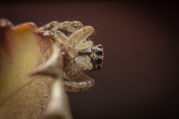 Jumping spider sideways on a brown leaf