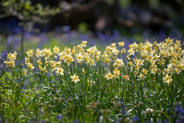 Fototapeta premium Daffodils