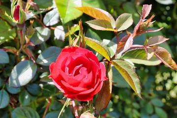 red rose on a green background