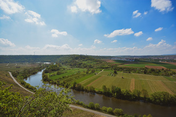 Vineyard overlooking the river Neckar, Landscape of Hessigheim, Germany