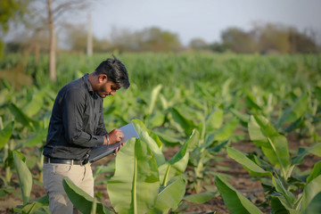 Naklejka na ściany i meble young indian agronomist examining the field