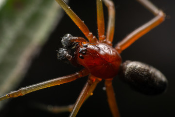 Linyphiidae male spider detail