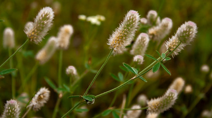 Summer heat and flowers on the field