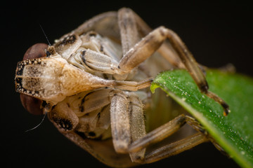 Jumping bug, ventral view