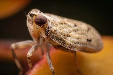Jumping bug close-up