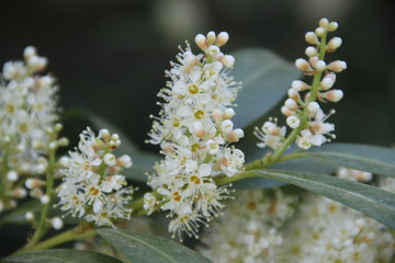 White flower cherry almond laurel blossom inflorescence
