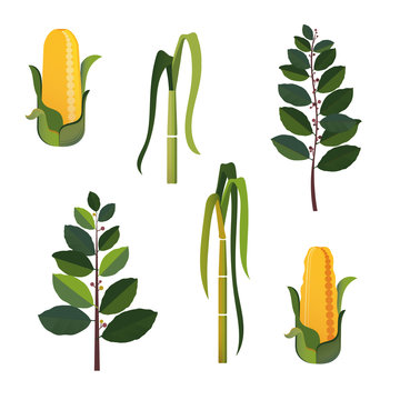 Greens and corn Icon set