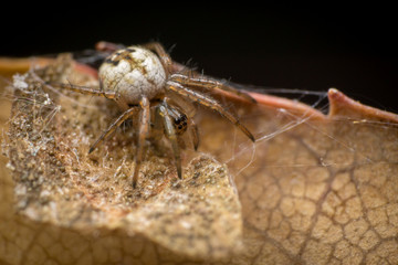  Mangora acalypha on a brown leaf