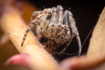 Zilla diodia on a rose bush