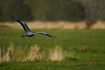 Gray Heron in Flight