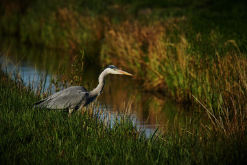 Gray Heron