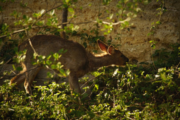 Roe deer in a thicket