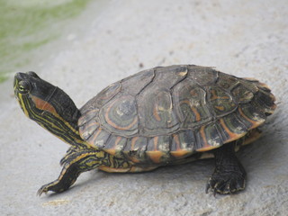 Detalhes dos animais do Zoológico de São Paulo.