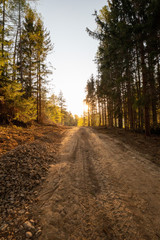 forest road during sunset in spring in austria