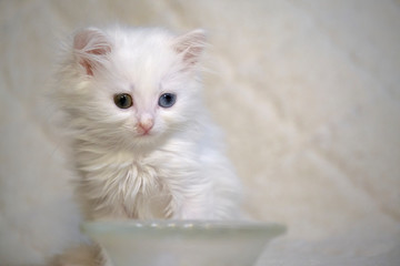 white kitten near an empty bowl