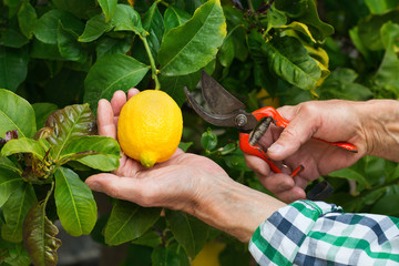 Senior farmer harvesting lemons with garden pruner in hands
