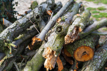 Freshly cut firewood logs in a stack. Tree trunk with moss. 