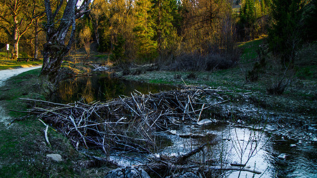 Bobry w Białej Wodzie w Pieninach