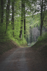 path in the woods