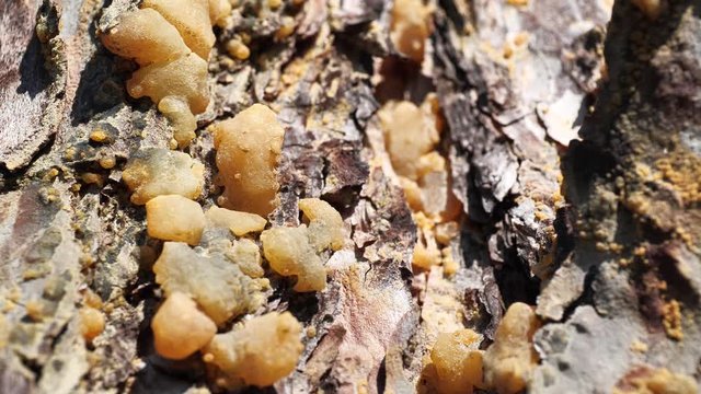 Natural hard yellow resin of pine tree, gallipot - solidified pine resin