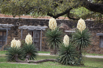Blooming Yucca plants