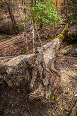 Fallen tree in the forest