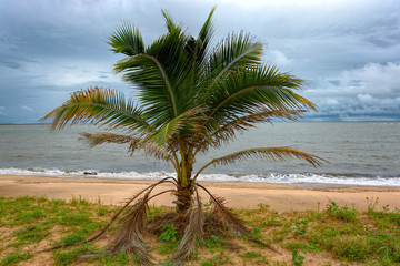 Fototapeta na wymiar Alone coconut palm tree (Cocos nucifera) on sand beach at rainy weather. Guinea, West Africa.