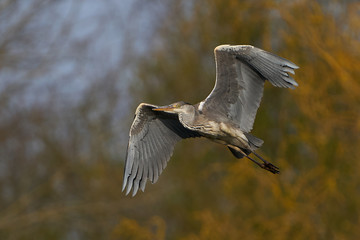 Grey heron (Ardea cinerea)