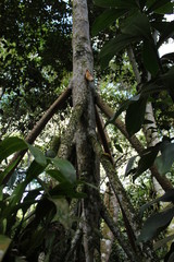 Fototapeta premium a men walking into the forest to see orchids