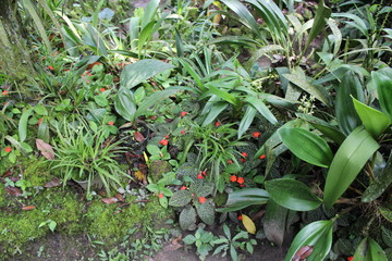 a men walking into the forest to see orchids