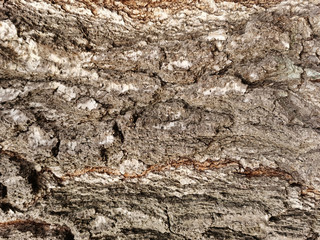 Closeup tree bark texture. Embossed texture of the bark. Background surface natural pattern