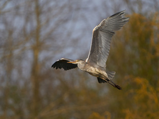 Grey heron (Ardea cinerea)