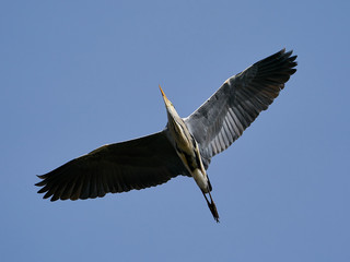 Grey heron (Ardea cinerea)
