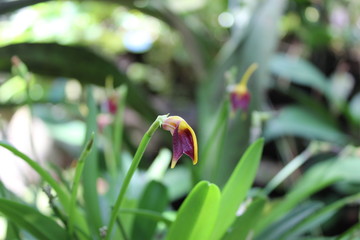 a men walking into the forest to see orchids