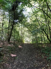 Obraz premium path in the forest