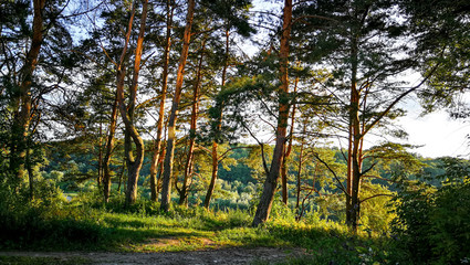 pine trees illuminated by the rays of the evening sun, summer evening, nature of Russia