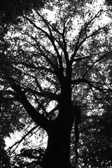 Tree in greyscale