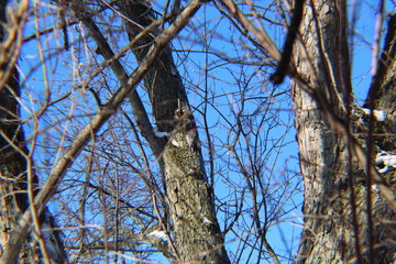 Red Headed Woodpecker