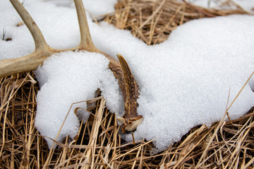 Close-up of a Wisconsin White-tailed Deer antler shed laying on the ground in April with snow