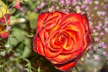 A beautiful red - yellow rose