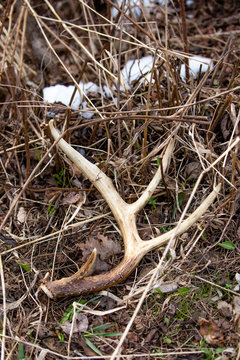 White-tailed Deer antler shed laying on the ground in April with snow, Vertical