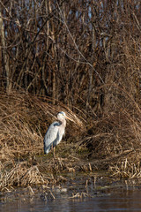 Great Blue Heron (Ardea herodias) standing in Wisconsin wetlands in April