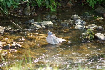 Obraz premium pigeon taking a swim