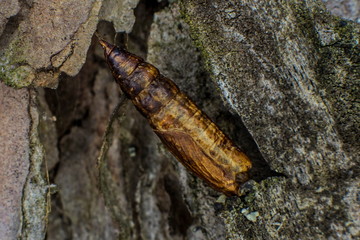 the insect chrysalis is hidden among the folds of the bark of an old tree