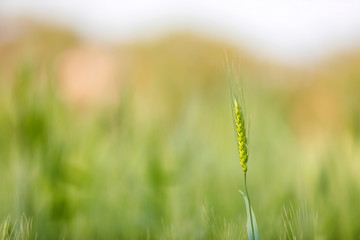 indian agriculture, wheat field india.