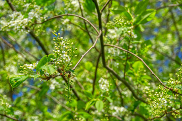 White flowers on the fruit tree