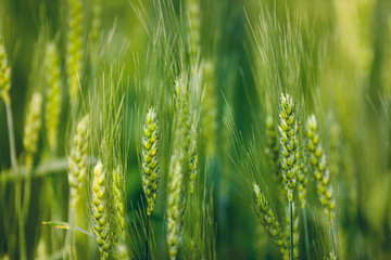 indian agriculture, wheat field india.