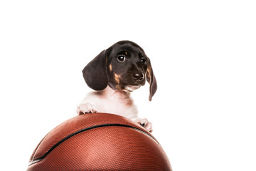 image of dog basketball white background 