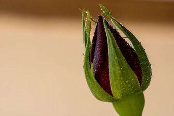 Bud of red rose about to open covered in small drops of dew