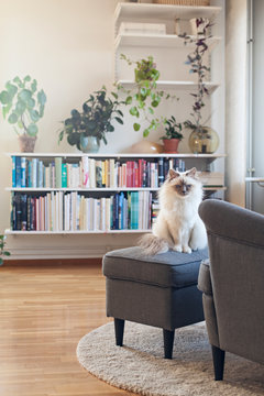 Sacred birman cat sitting on foot stool in living room